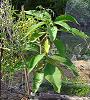 wild tobacco with grafted tomato photo, click for a larger image